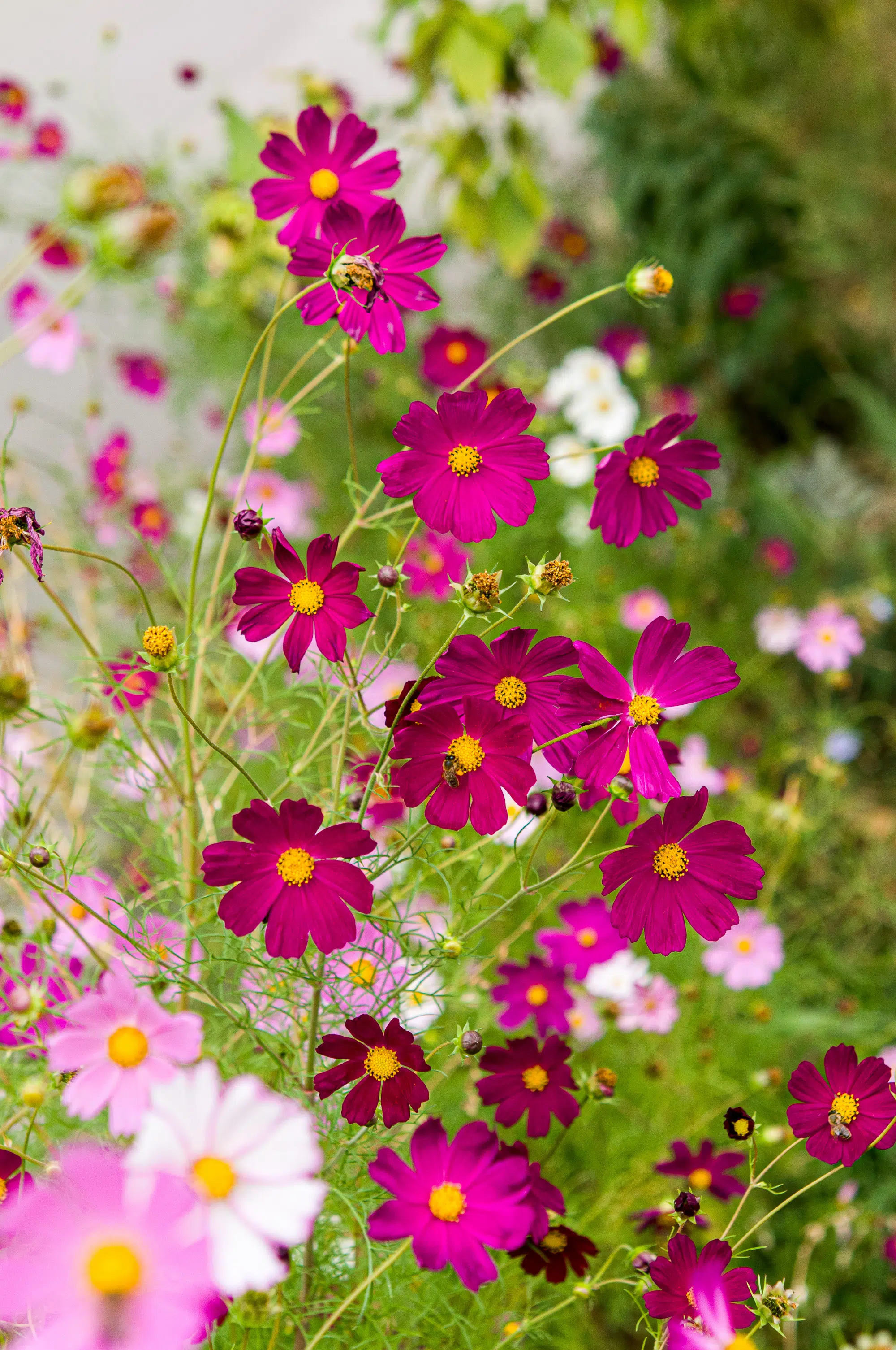 Cosmos flowers blooming in the garden summer season.