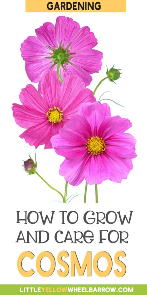 Planting Cosmos Flowers How to Plant, Grow, and Care For Cosmos