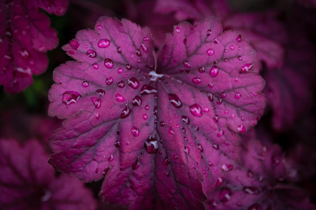 How to Grow Coral Bells (Heuchera)