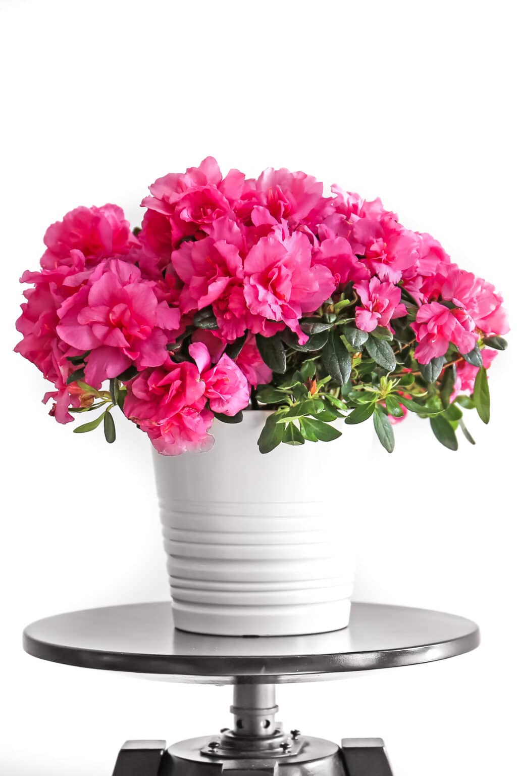 How to Grow Azaleas in Pots and Keep Them Blooming!