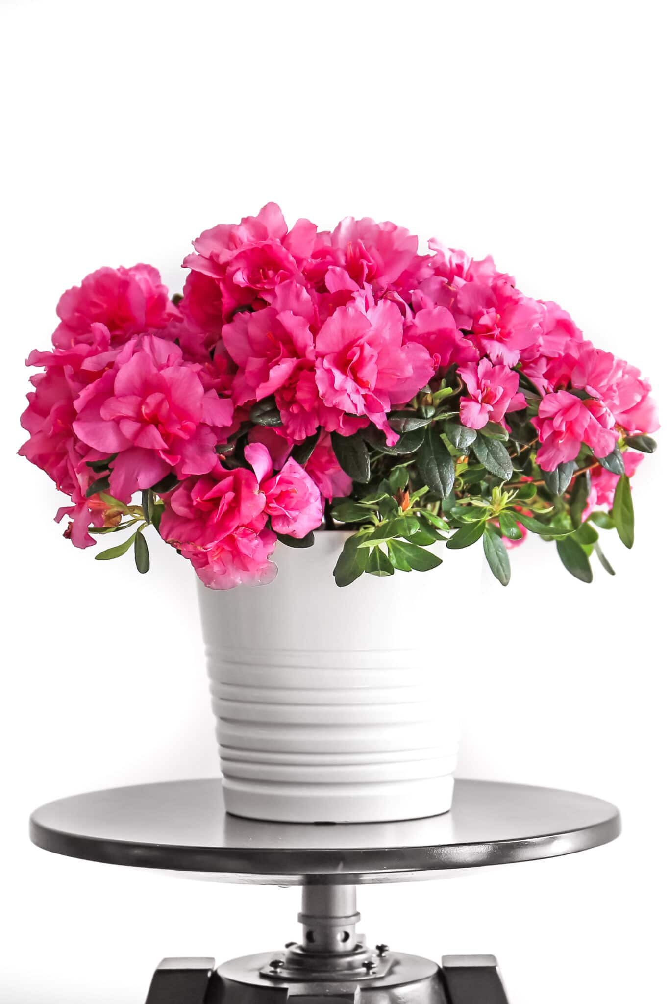 Pot with beautiful blooming azalea on table against grey background.