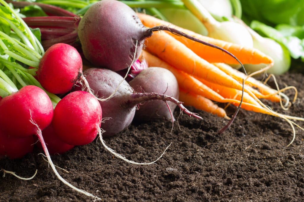 23 Beet Companion Plants For Improved Growth