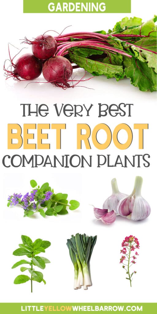 The Beet Companion Plants You Want (and the Three you Don't)