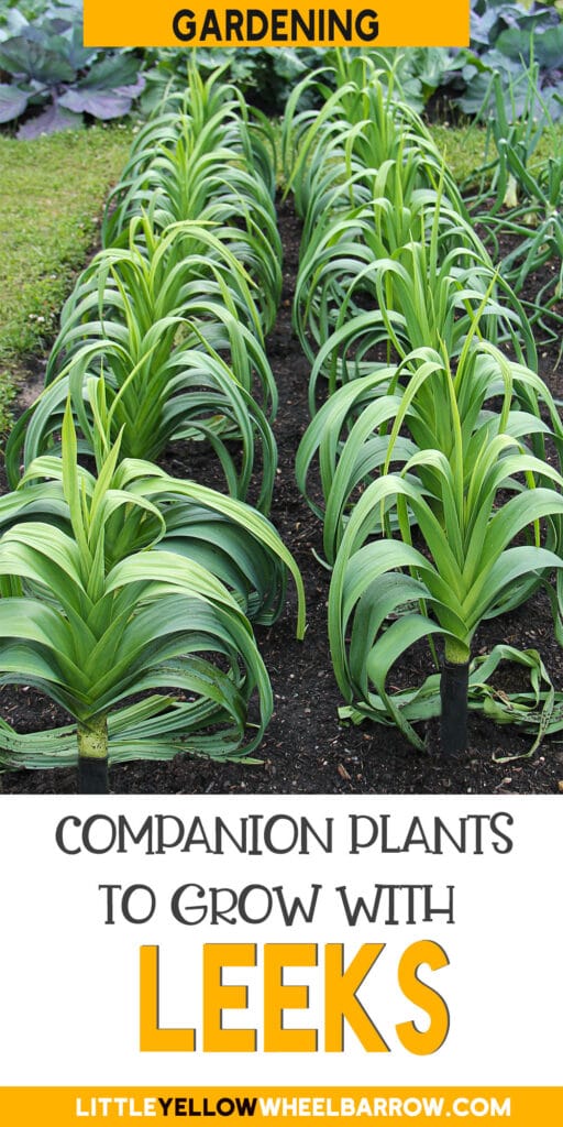 The Best Companion Plants for Leeks