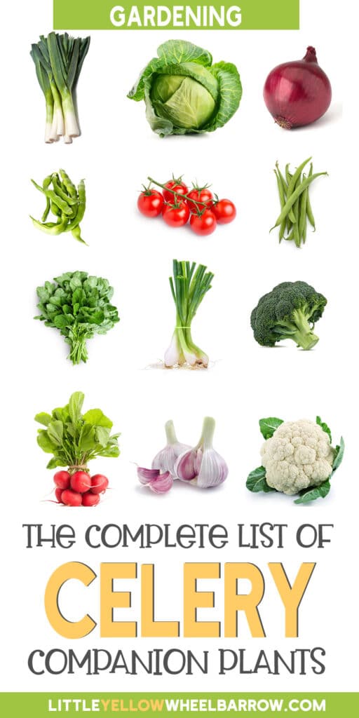 A Guide to the Best Companion Plants for Celery