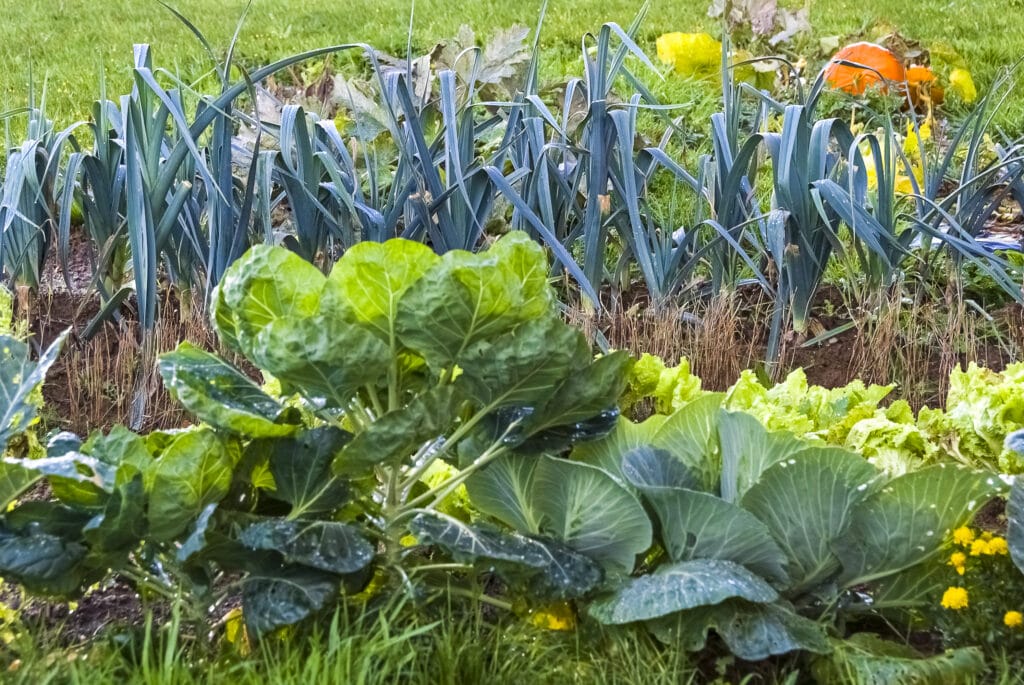 The Best Companion Plants for Leeks