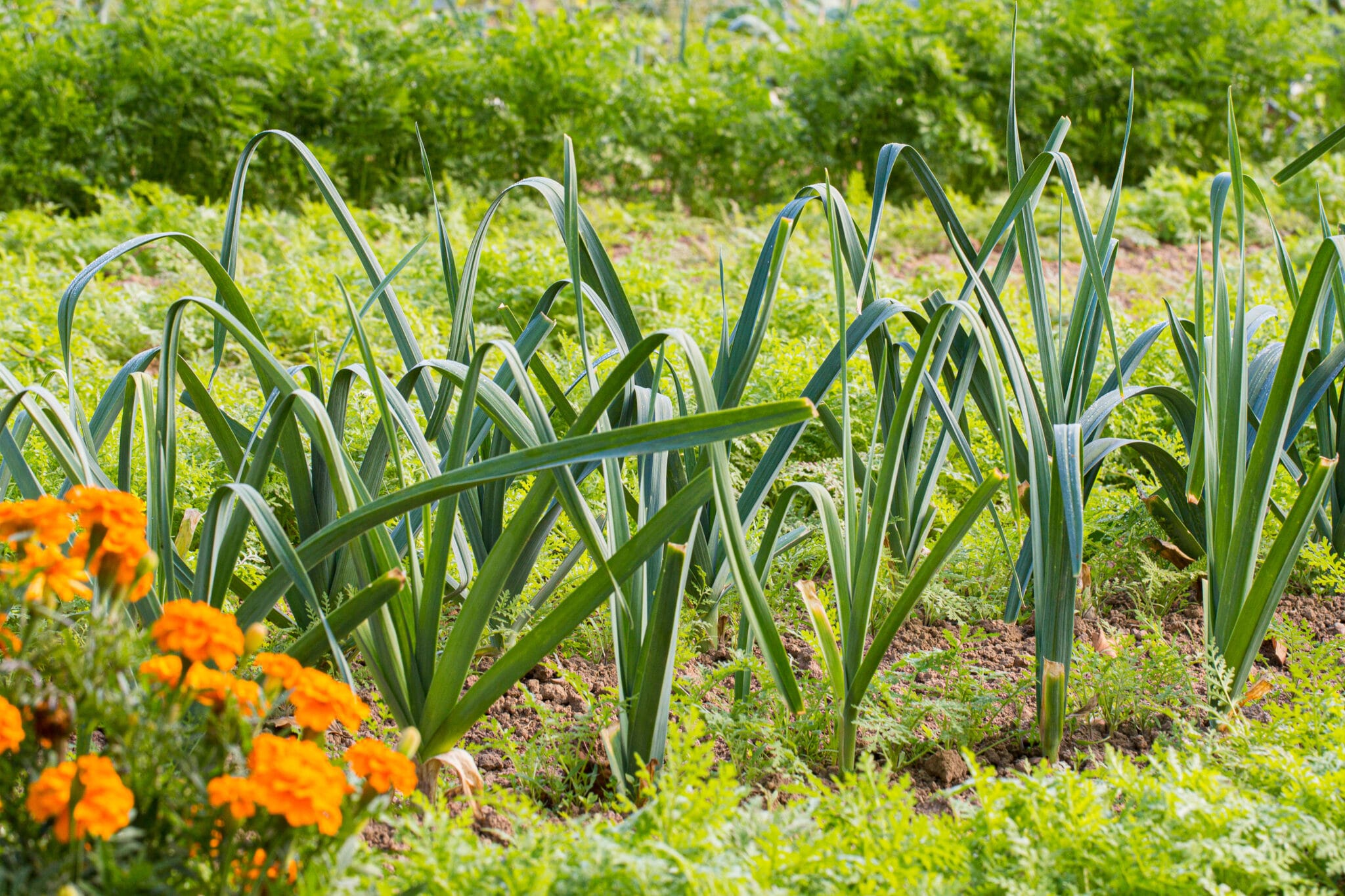Leeks growing size by side with marigolds in a sunlit garden. The image is to illustrate the many companion plants for leeks.