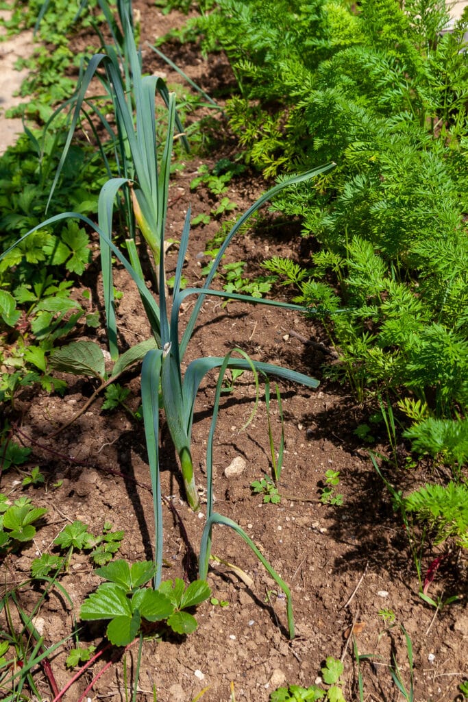 The Best Companion Plants for Leeks