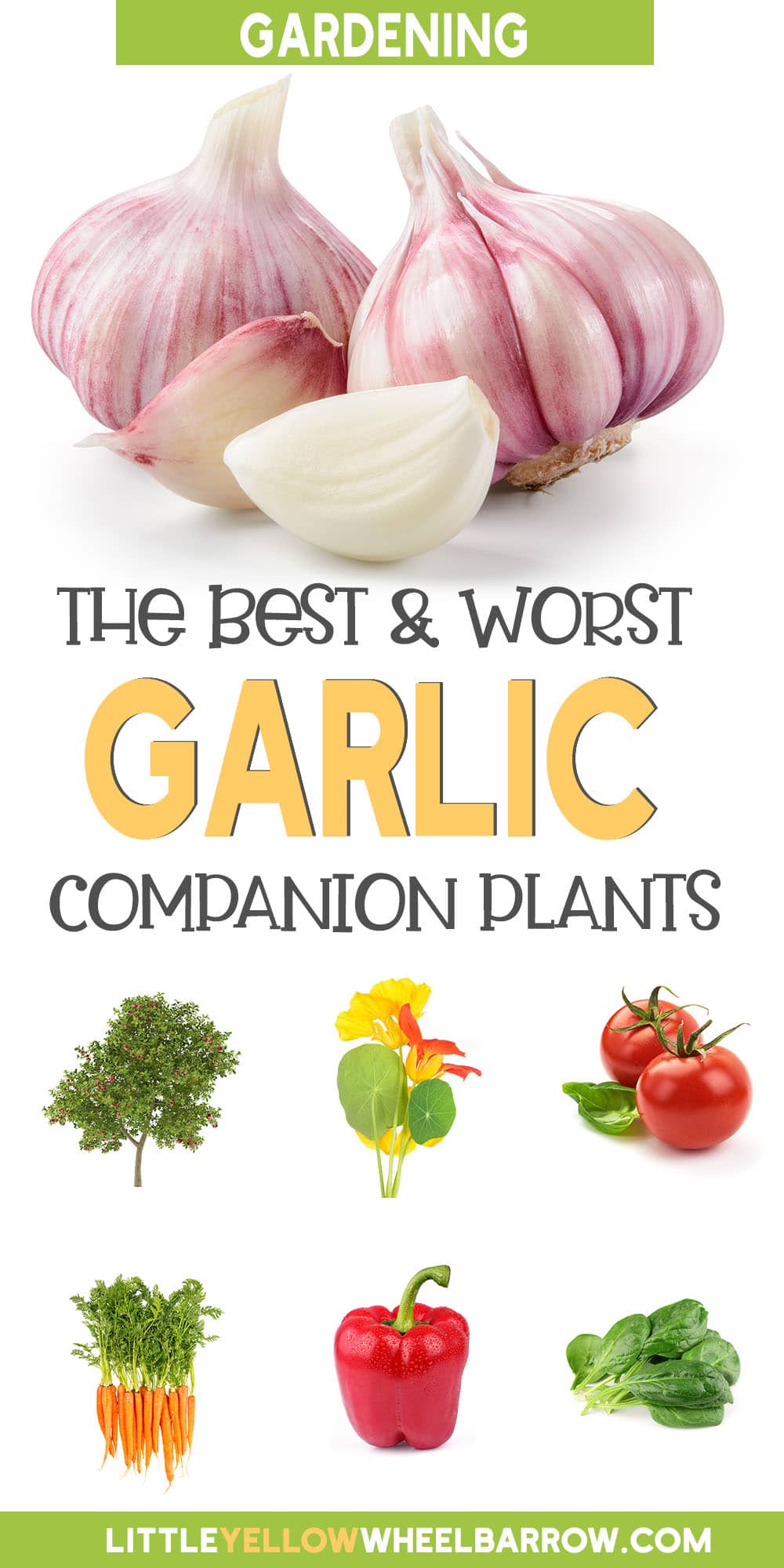 The Best Garlic Companion Plants For Your Garden