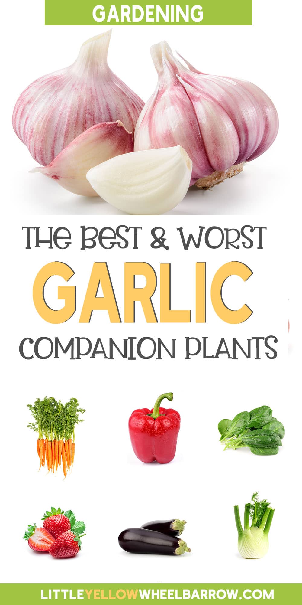The Best Garlic Companion Plants For Your Garden