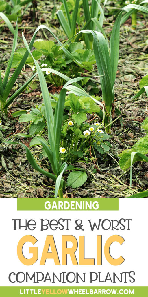 The Best Garlic Companion Plants For Your Garden