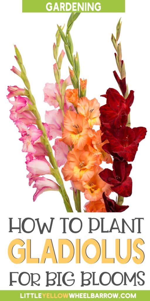 How to Plant Gladiolus Bulbs For Beautiful Summer Blooms