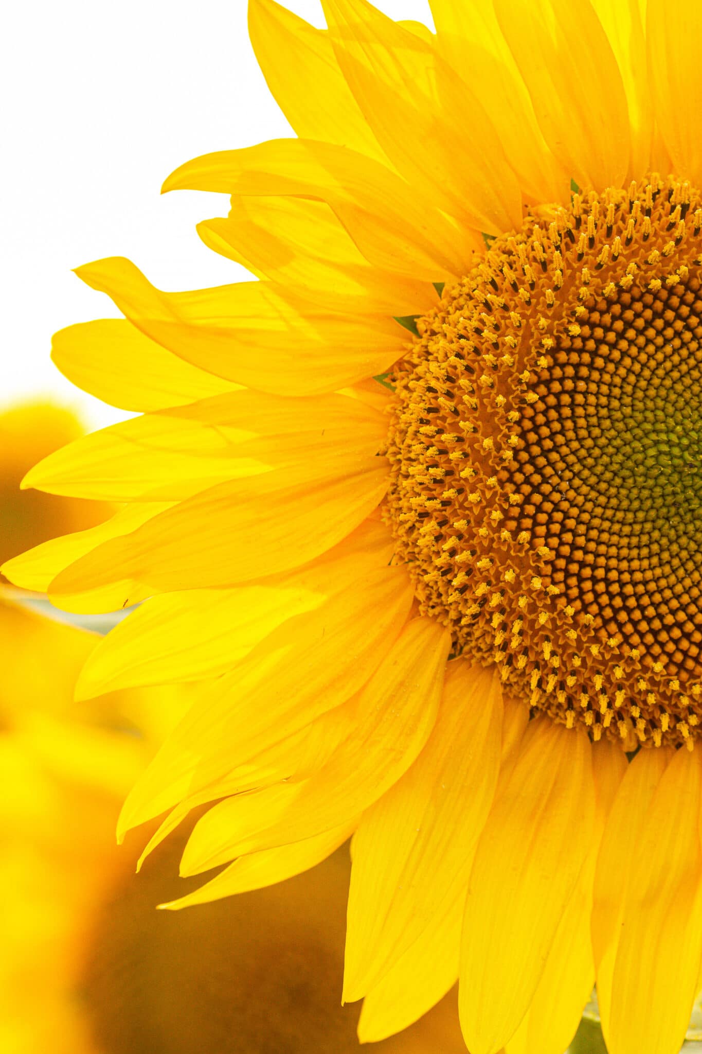 Close up view of sunflower flowers in the field.