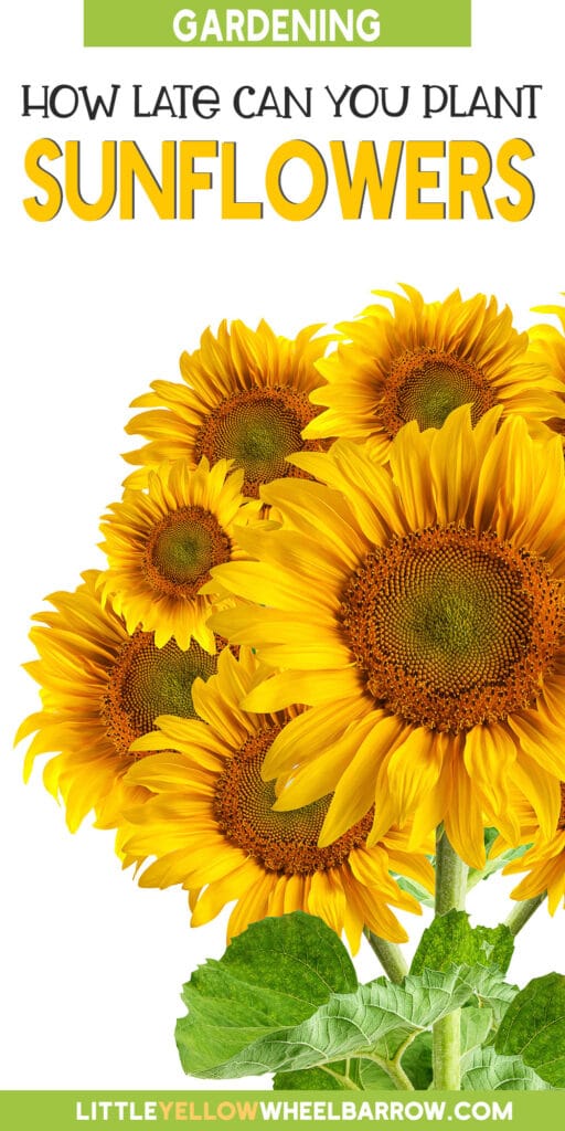 How Late Can You Plant Sunflower Seeds?