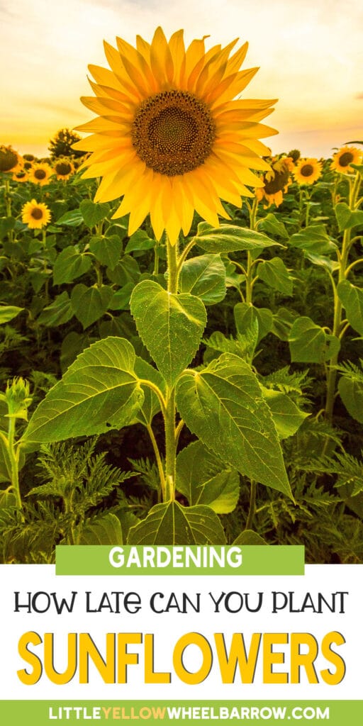 How Late Can You Plant Sunflower Seeds?