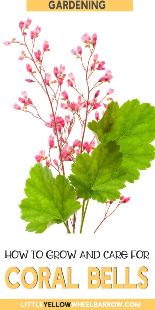 How to Grow Coral Bells (Heuchera)