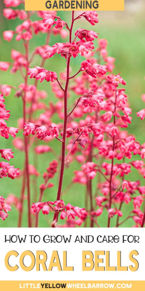 How to Grow Coral Bells (Heuchera)