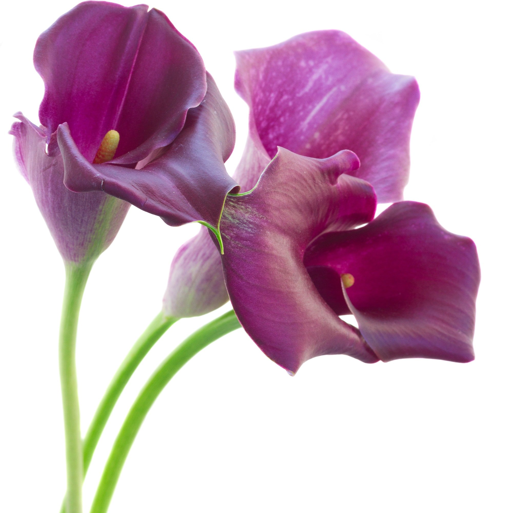 violet Calla lilly flowers isolated on white background.