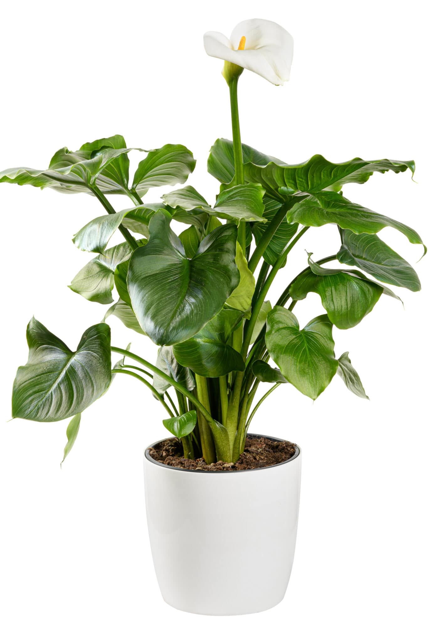 Ornamental Calla lily plant with white inflorescence showing the typical spathe and yellow spadix with glossy green leaves in a flowerpot isolated on white in side view.