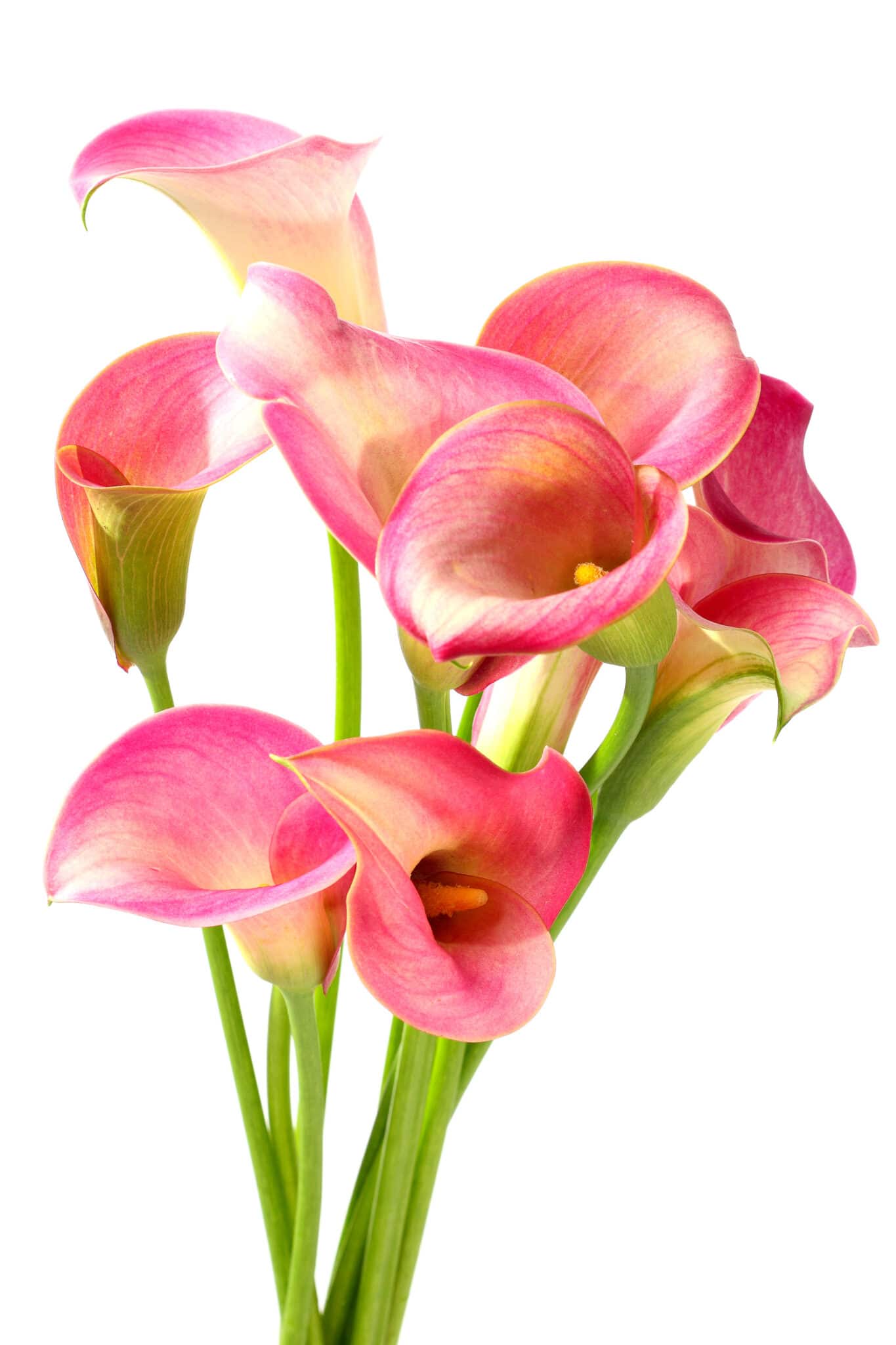 Bright pink calla lilies with bright green stems against a bright white background. The image is intended to show what flowers can grow from planted calla lily bulbs.