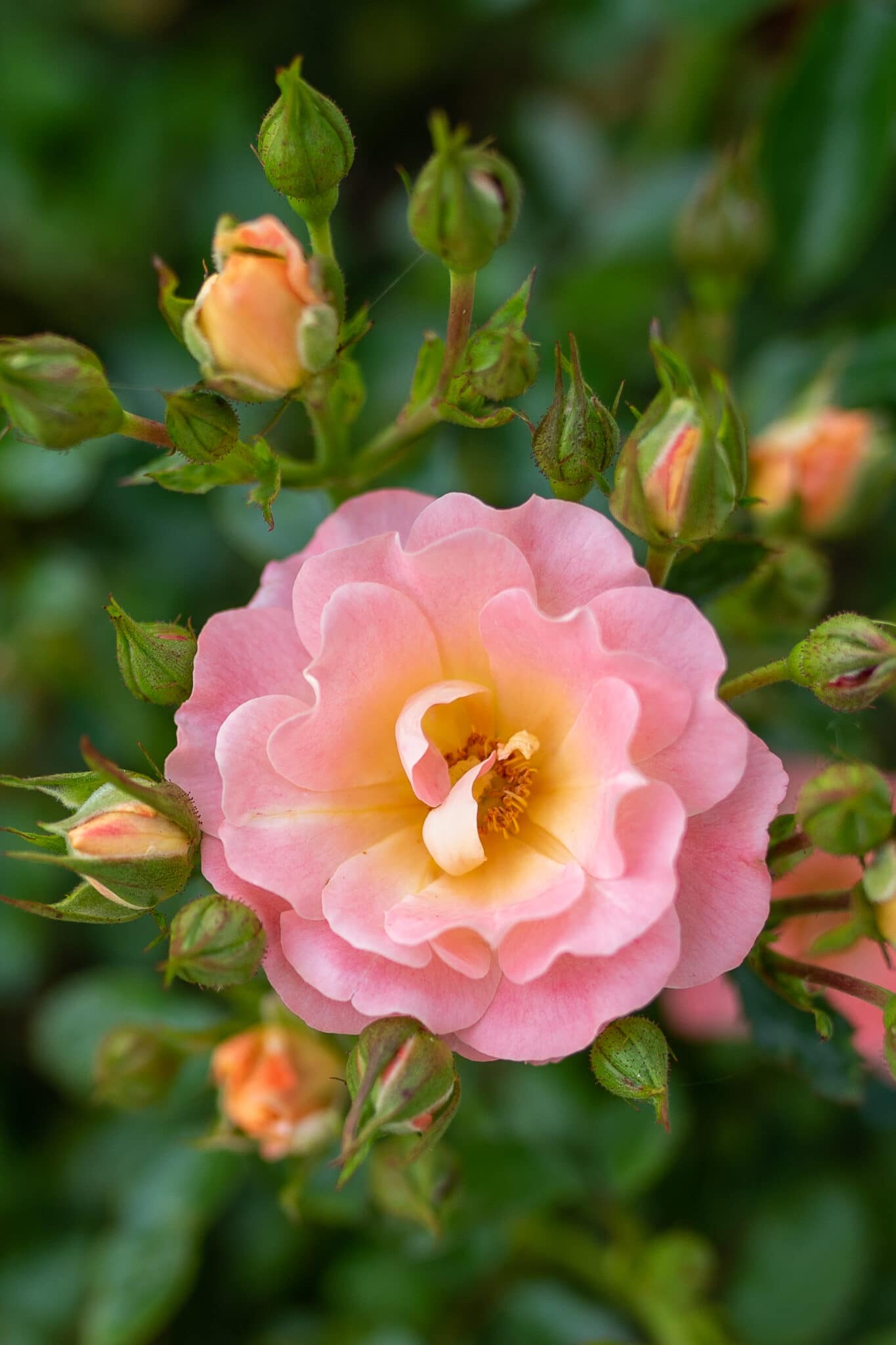 A drift rose in full bloom.
