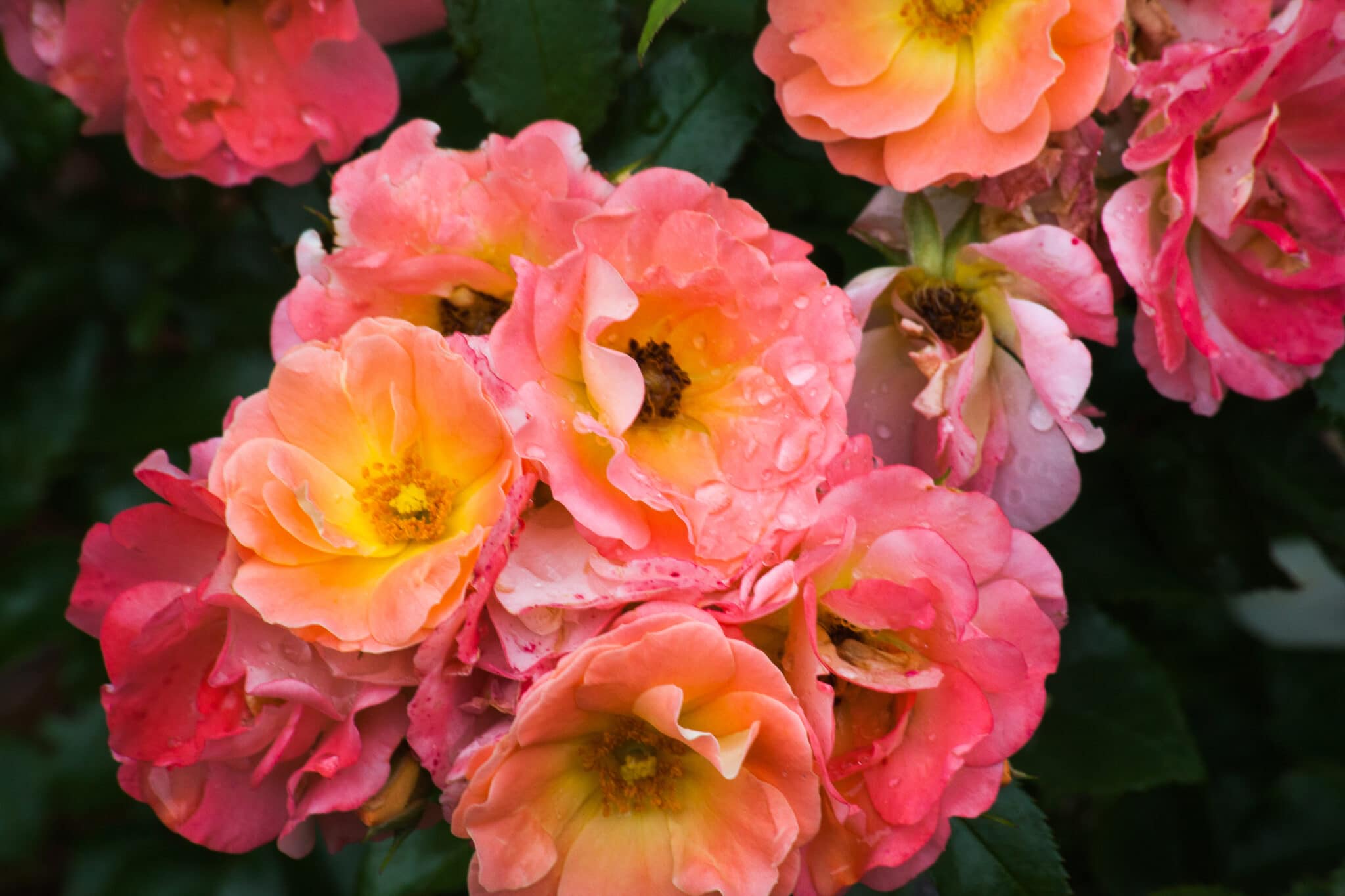 Peach drift roses bloomed against dark green foliage.