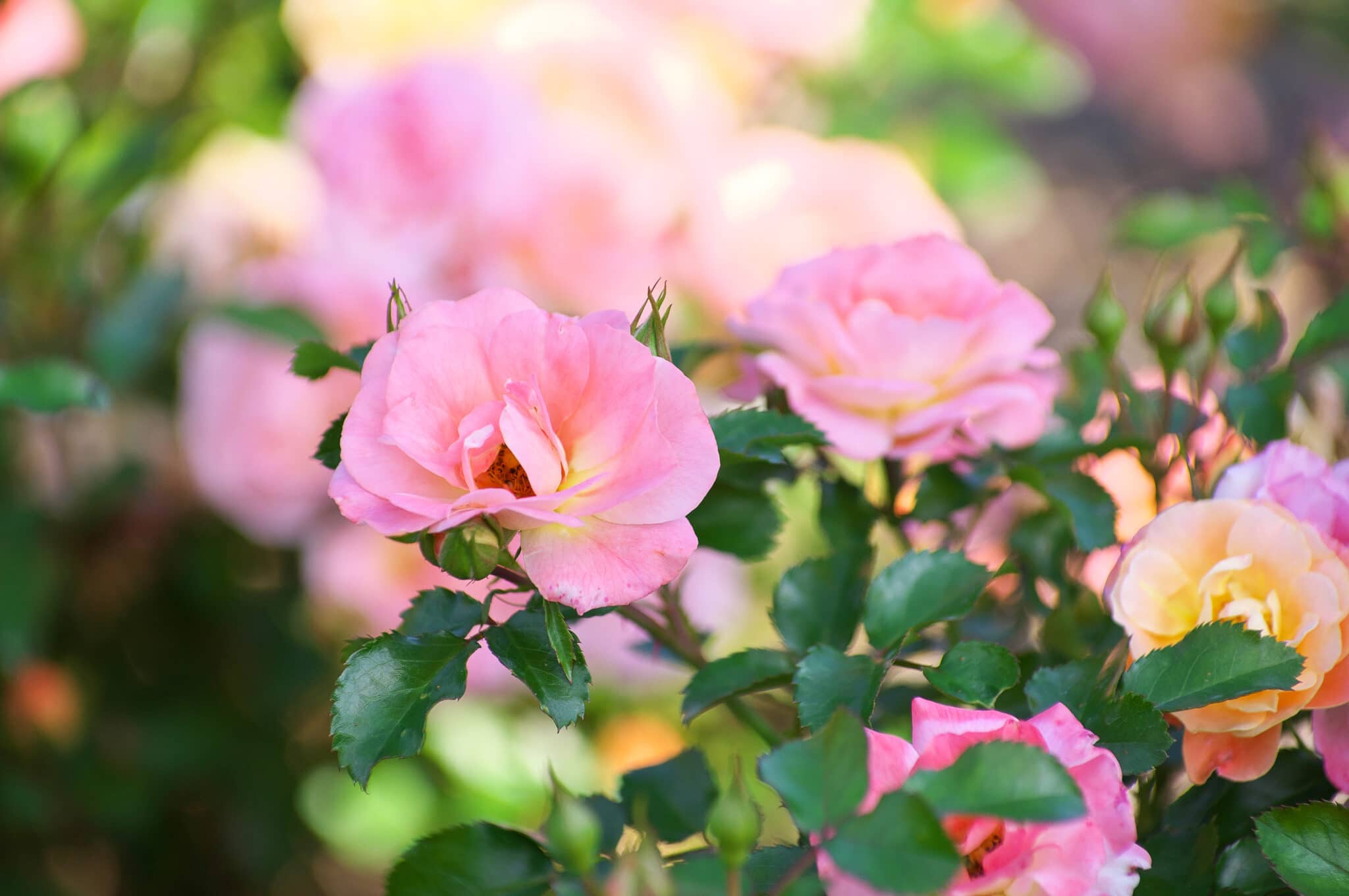 Pretty soft pink drift roses with dark green toothed glossy leaves.