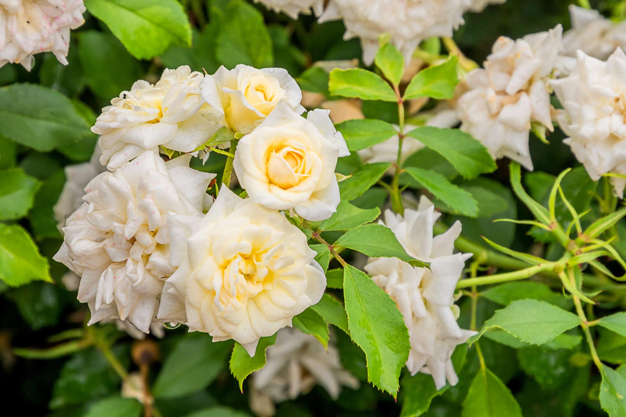 White drift roses in full bloom.