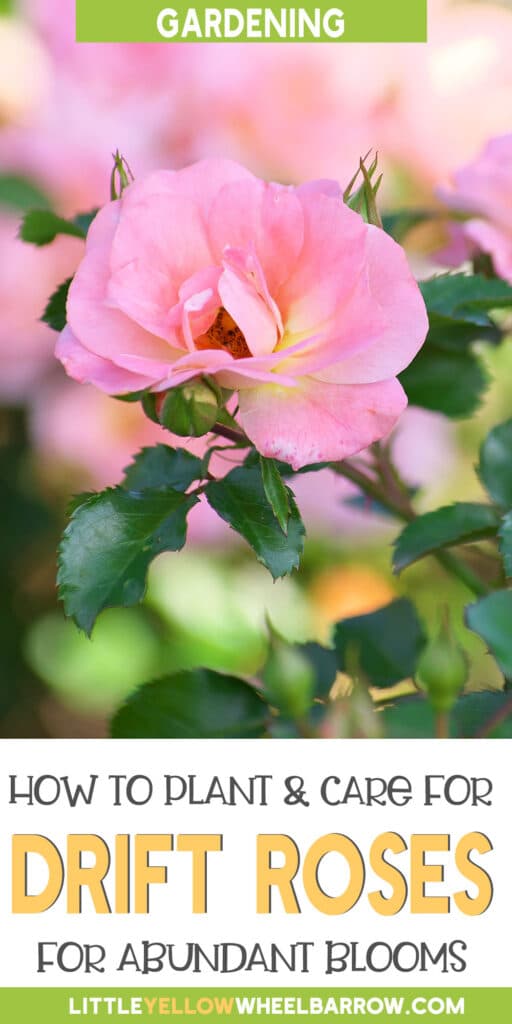 How to Plant Drift Roses Planting, Care and Pruning