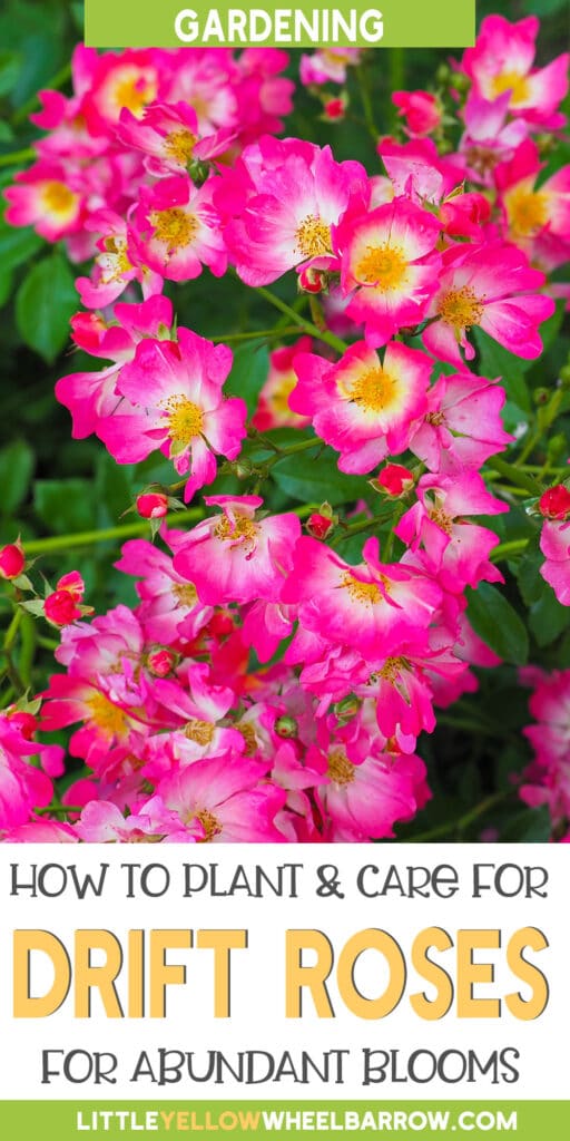How to Plant Drift Roses Planting, Care and Pruning