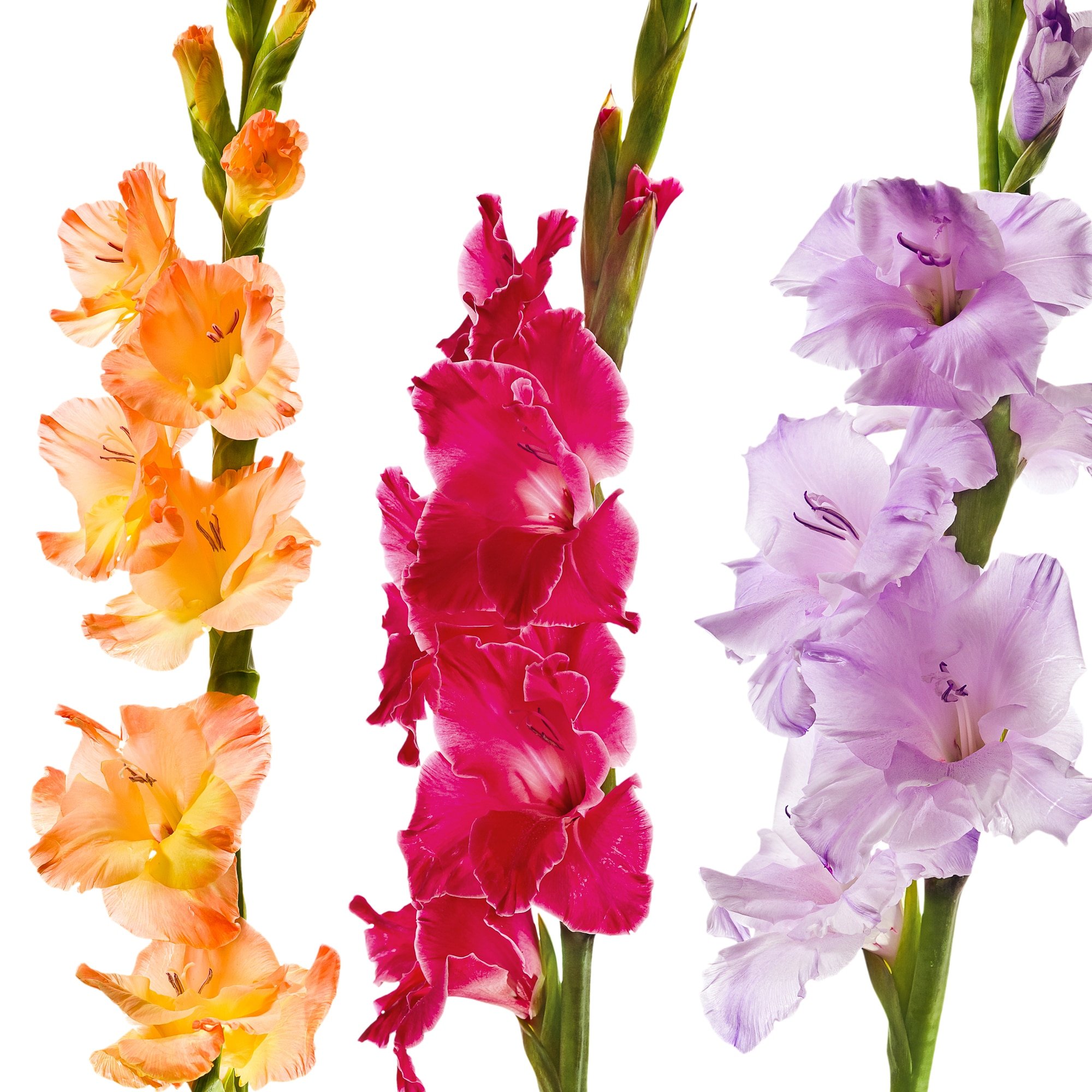 When to plant gladioli: for magnificent, showy blooms