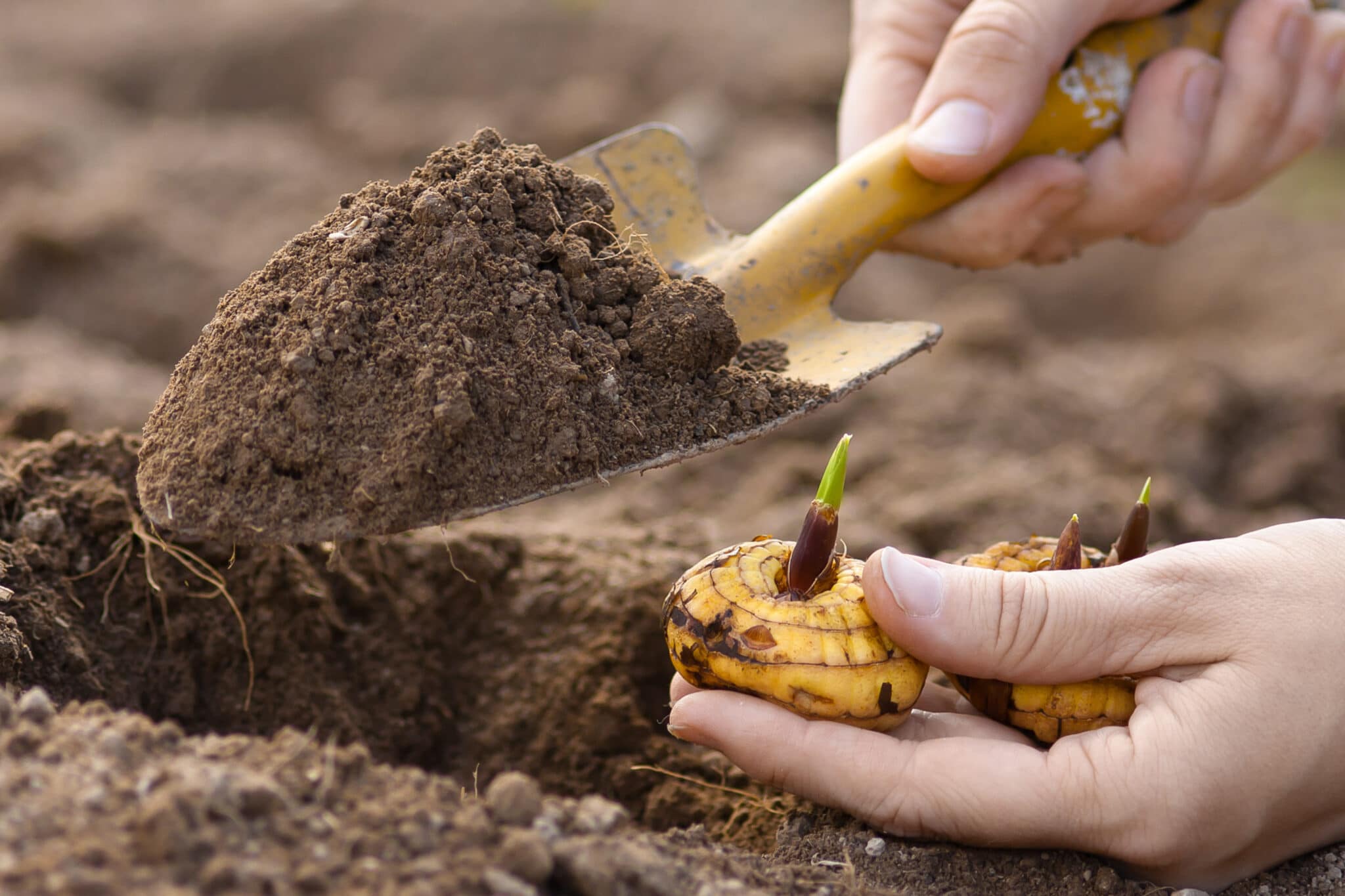 woman hands planting bulb of gladiolus in the garden, closeup.