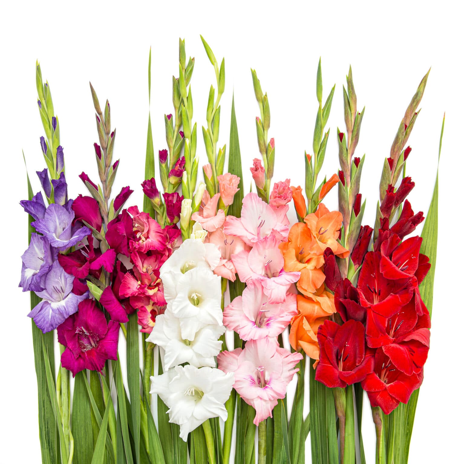 How to Plant Gladiolus Bulbs For Beautiful Summer Blooms