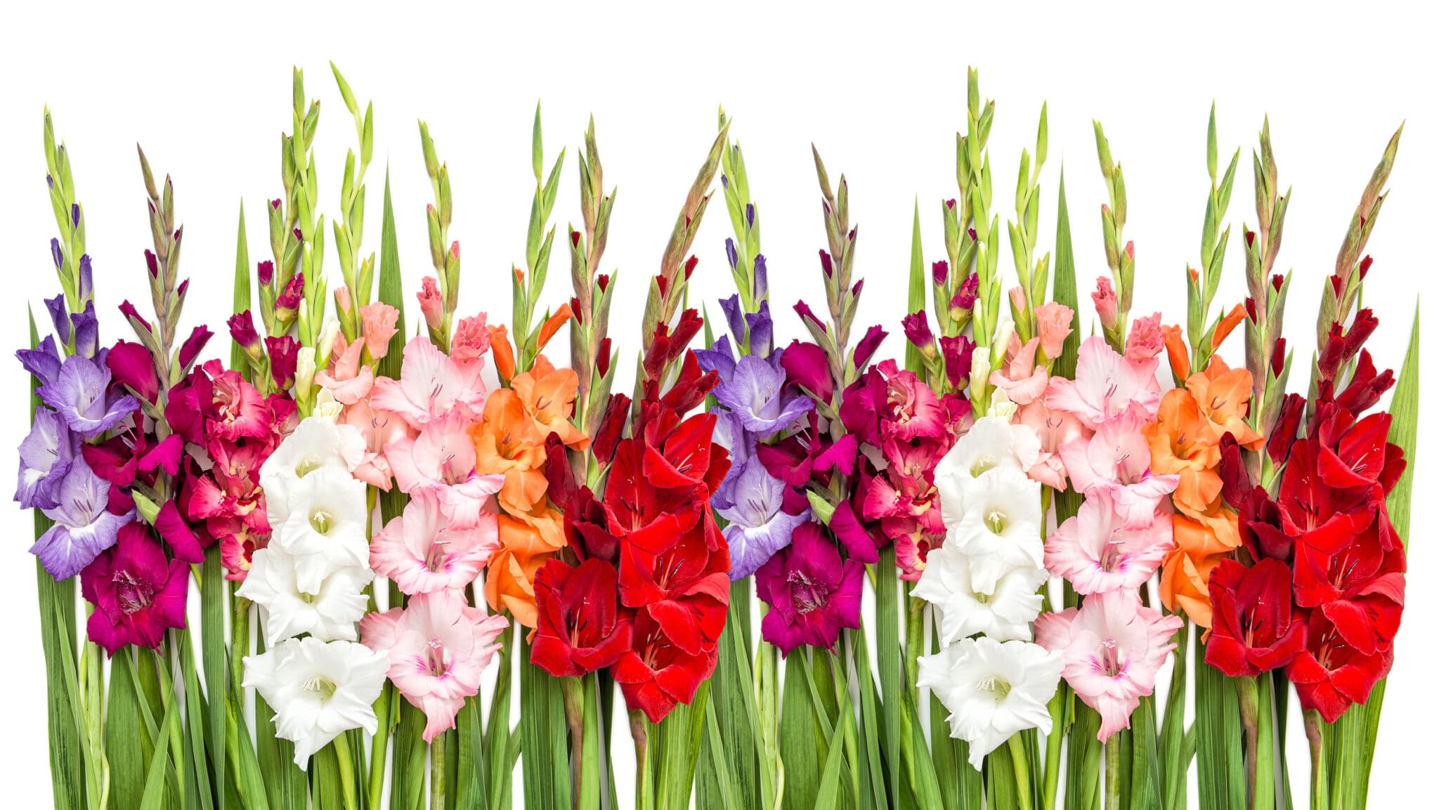 Gladiolus flowers isolated on white background. The image is used to see how many colors of gladiolus bulbs there are for planting.