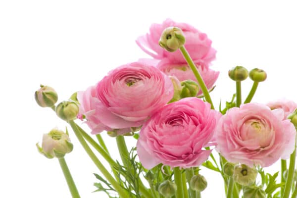 How to Plant Ranunculus Bulbs - Planting, Growing, and Storing