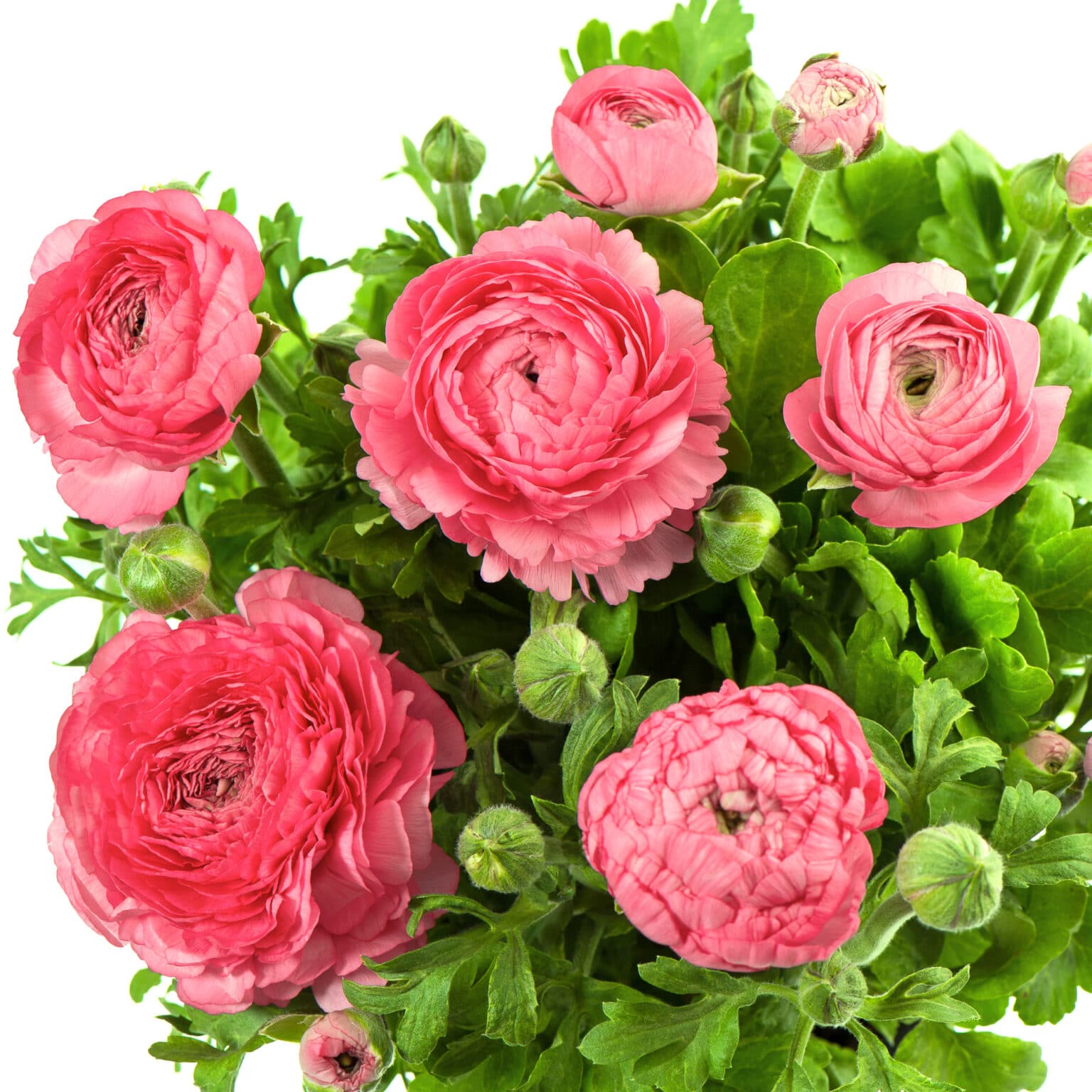How to Plant Ranunculus Bulbs Planting, Growing, and Storing