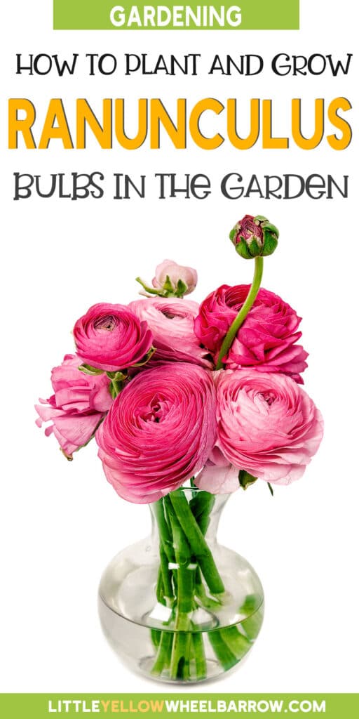 How to Plant Ranunculus Bulbs Planting, Growing, and Storing