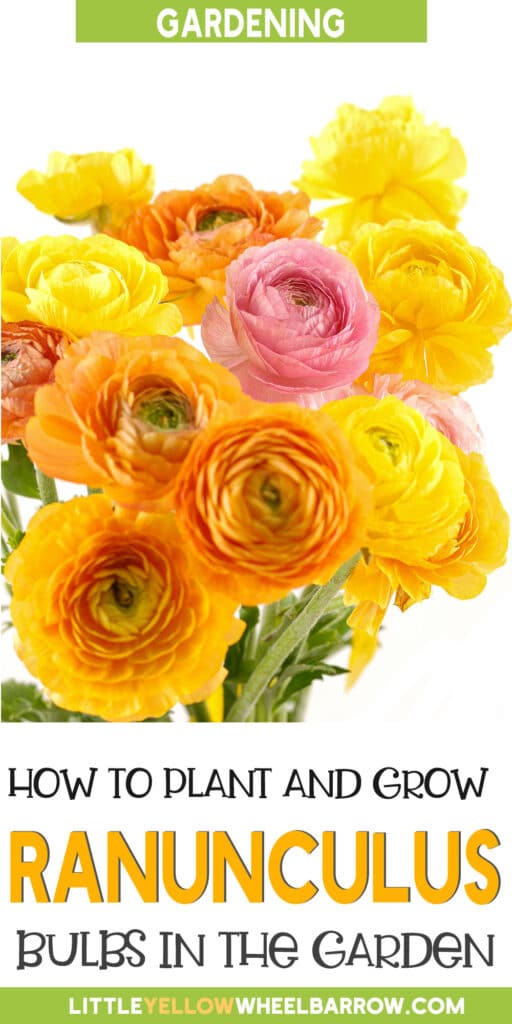 How to Plant Ranunculus Bulbs Planting, Growing, and Storing