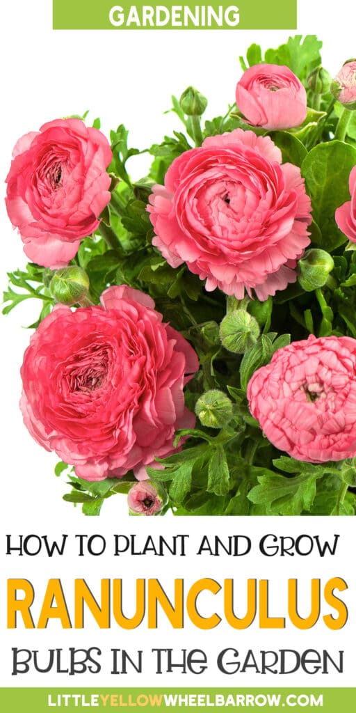 How to Plant Ranunculus Bulbs Planting, Growing, and Storing
