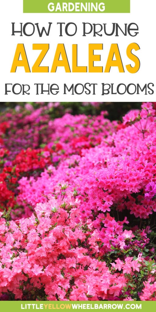 How to Prune Azaleas to Keep Them Blooming!
