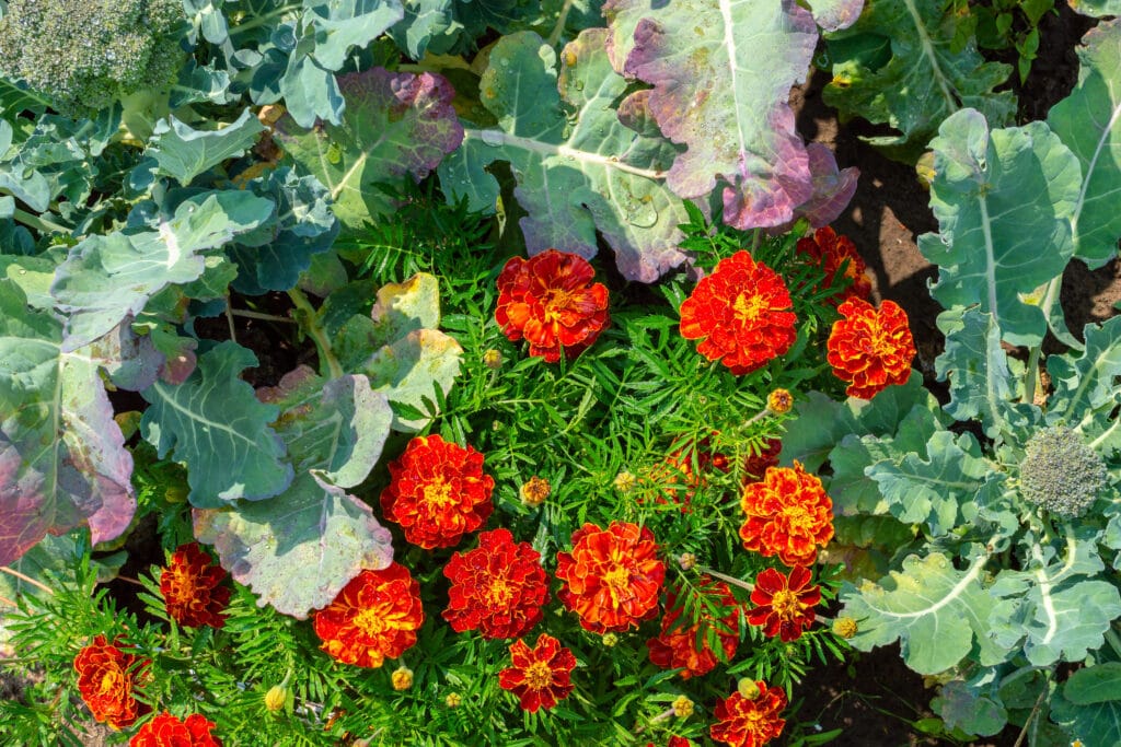 The Best Marigold Companion Plants For Your Garden