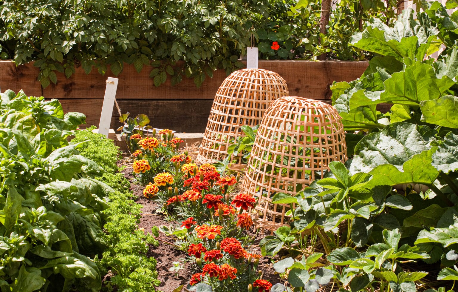 The Best Marigold Companion Plants For Your Garden