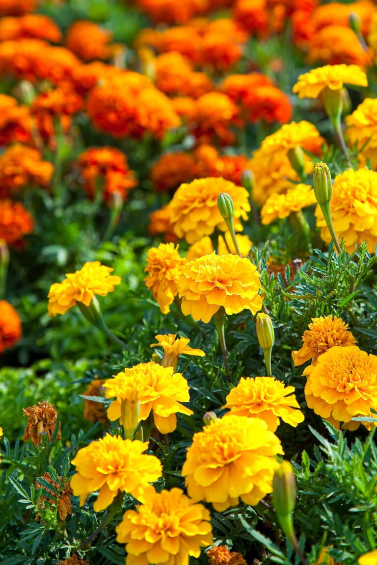 The Best Marigold Companion Plants For Your Garden