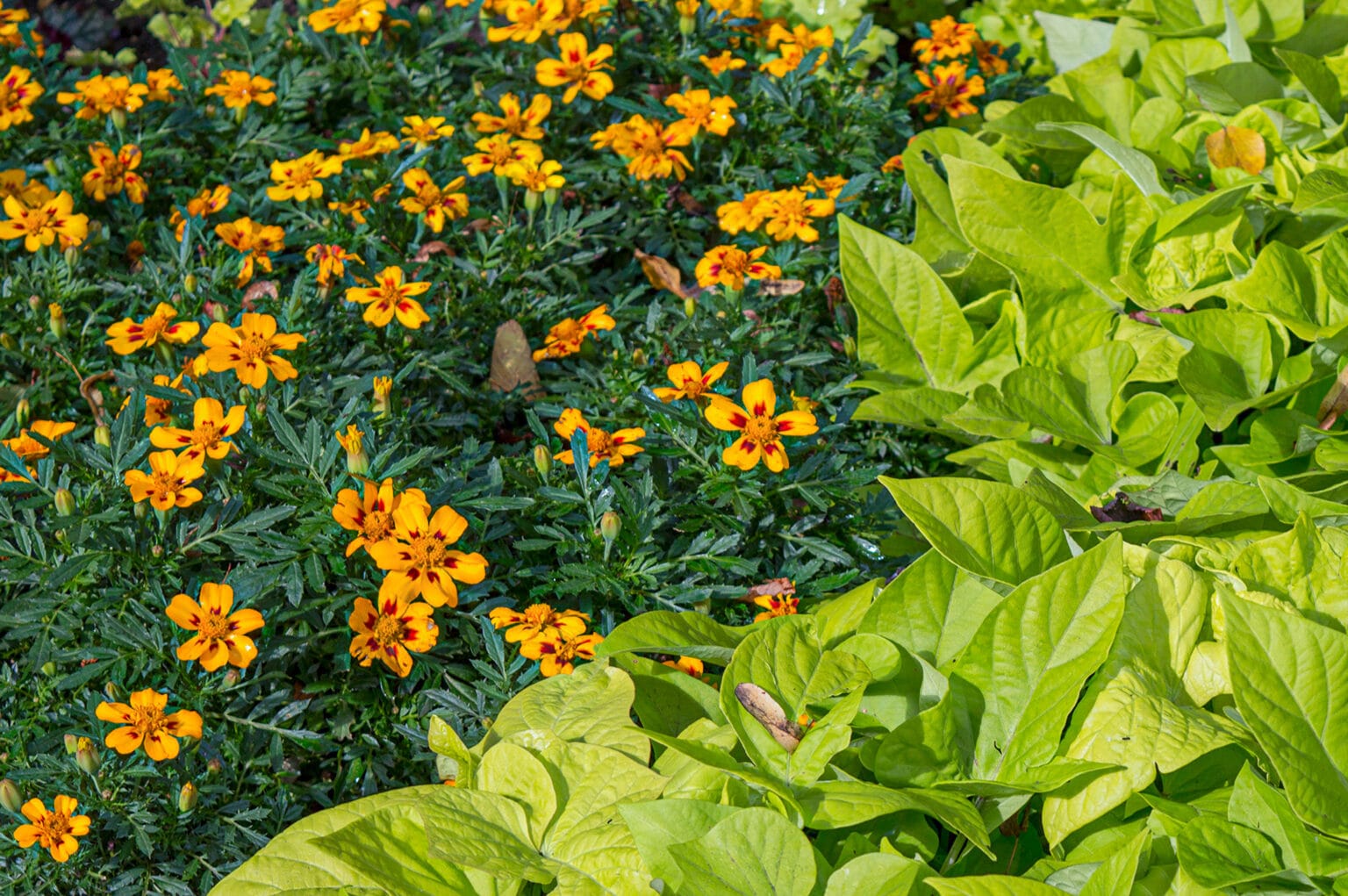 The Best Marigold Companion Plants For Your Garden