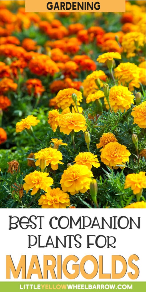 The Best Marigold Companion Plants For Your Garden
