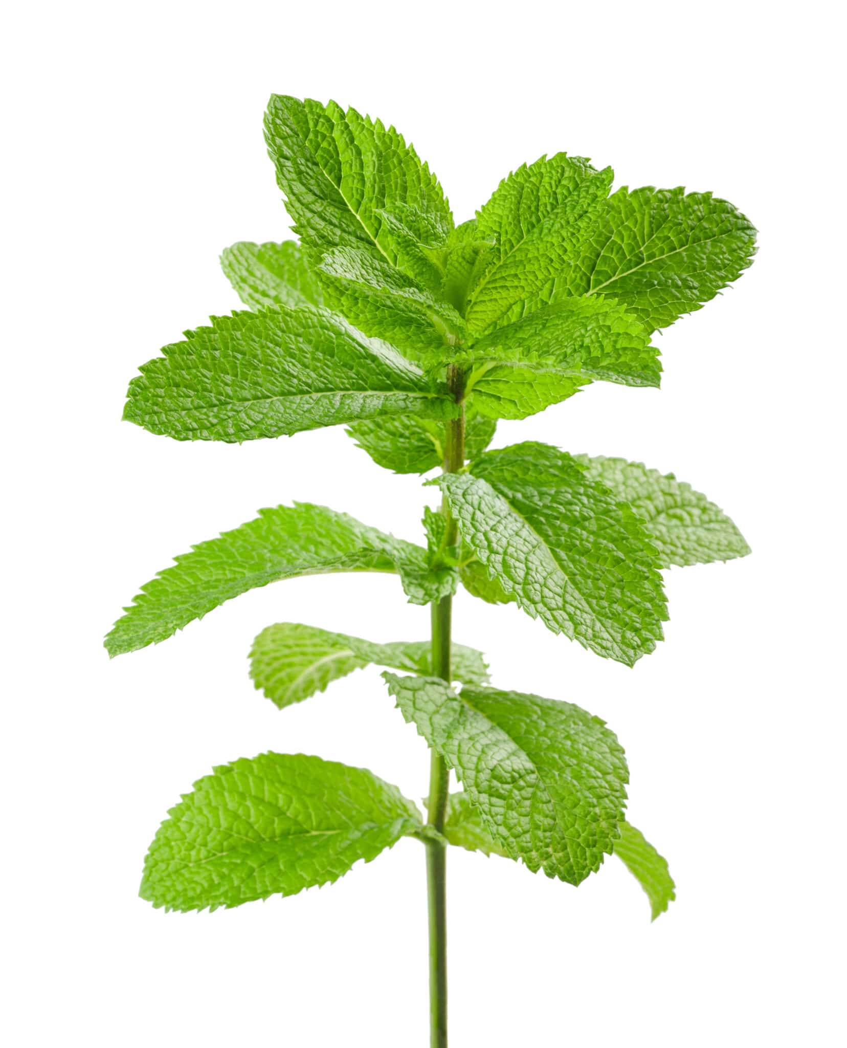 Mint sprig.
