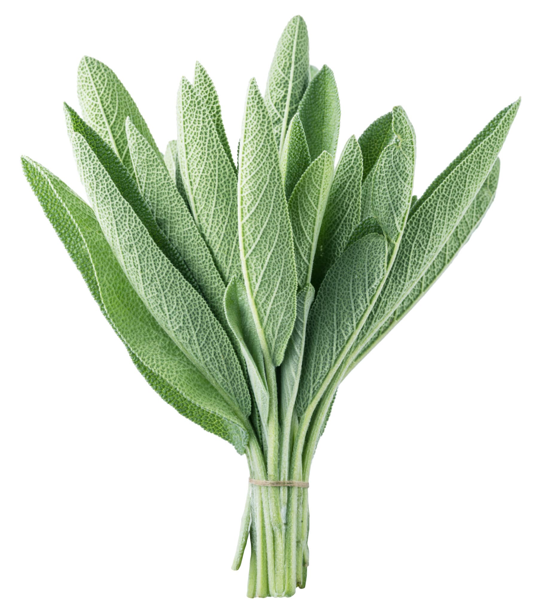 A bundle of sage.