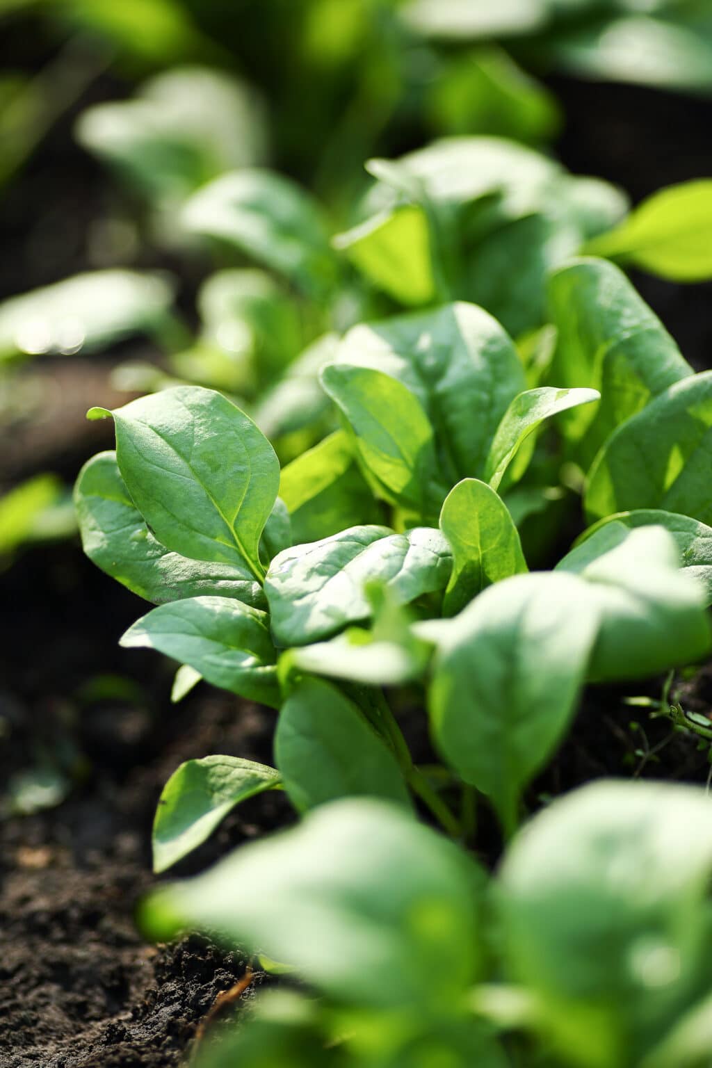 The Best Spinach Companion Plants To Grow In Your Garden