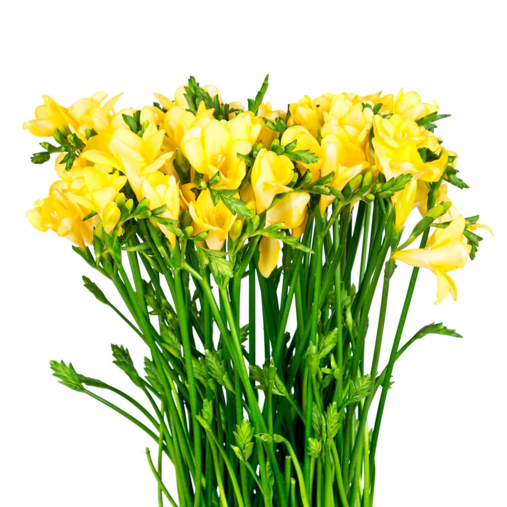 Bulbs for Spring Planting and Beautiful Summer Blooms