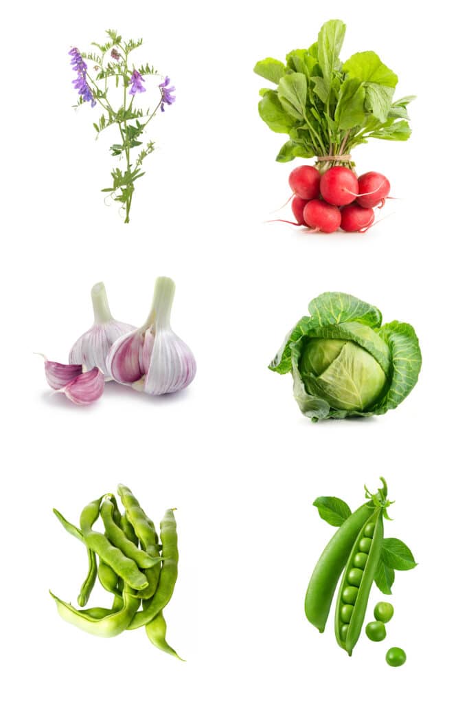 Turnip Companion Plants Everything You Need to Know